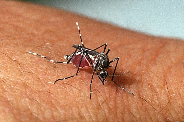 dengue-mortes