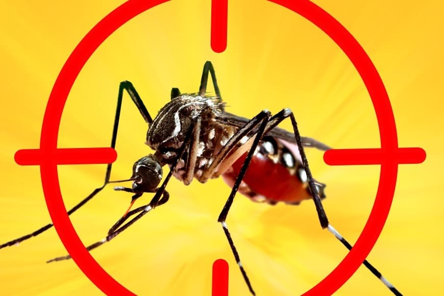 dengue