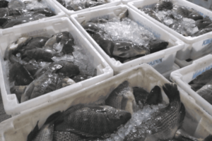 Programa Peixe na Mesa