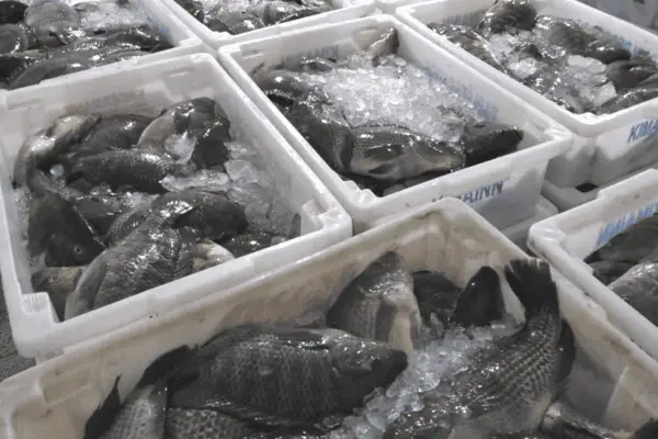 Programa Peixe na Mesa
